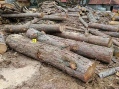 (Фото) Запленети 19 метри кубни нелегално сечени дрва на територија на ОВР Делчево