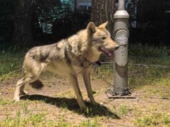 Ветеринари од АХВ денес ќе утврдат животното од Козле е куче или волк