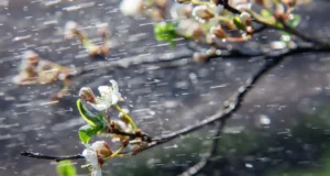 УХМР: Променливо облачно време со локален дожд и засилен северен ветер