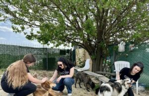 „Лајка-Фест“ во Градски парк: Едукација, вдомување и заедништво со животните