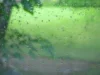(Видео) Невреме во Сараево: искршени дрвја, силниот ветер предизвика штети