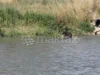 (Фото) Куче врзано со камен оставено во водите на Вардар