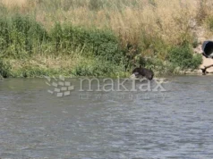 (Фото) Куче врзано со камен оставено во водите на Вардар