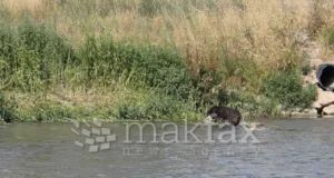 (Фото) Куче врзано со камен оставено во водите на Вардар