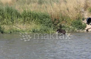 (Фото) Куче врзано со камен оставено во водите на Вардар
