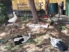 Млади штркови паднале од гнездата во невреме, ги згрижија вработени во Општина Чешиново-Облешево
