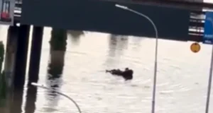 (Видео) Скопјанец ја претвори поплавената улица во „базен“ – пловеше на душек по булевар „Србија“