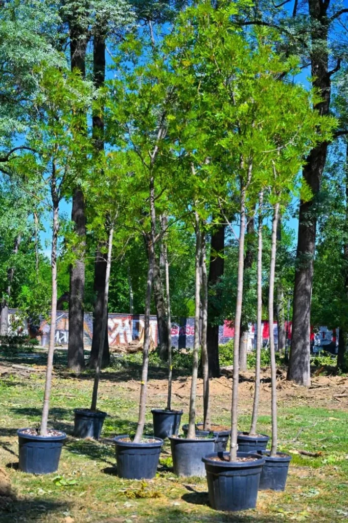 novi-sadnici-vo-park