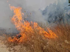 Шест пожари и натаму активни во Македонија, огнот се шири и кон Бојане