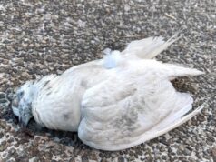 Под надзор живината во дворовите, селските стопанства, АХВ најави засилени теренски активности за детектирање на вирусот на западнонилска треска