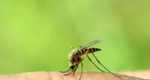 Вечерва ќе биде спроведена 13 дезинсекција против комарци во Скопје