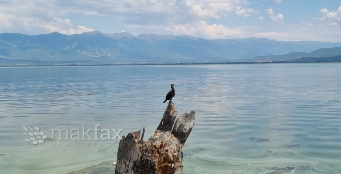 dojran-4-1