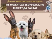 „Не можат да зборуваат, но можат да сакаат“: Настан за миленици и вдомување кучиња во Кисела Вода