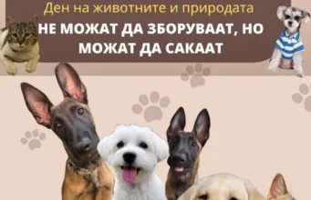 „Не можат да зборуваат, но можат да сакаат“: Настан за миленици и вдомување кучиња во Кисела Вода