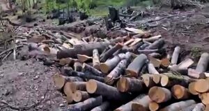 Приведен 35-годишник во Чашка со трактор полн со бесправно исечени огревни дрва